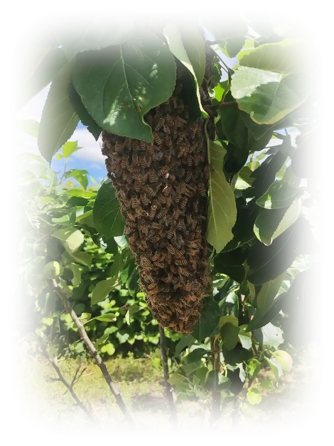 Swarm In Tree